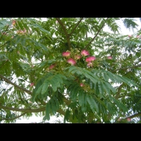 Arbre a soie - Albizia julibrissin (fam Legumineuses) (de l'Iran a la Chine) (01)